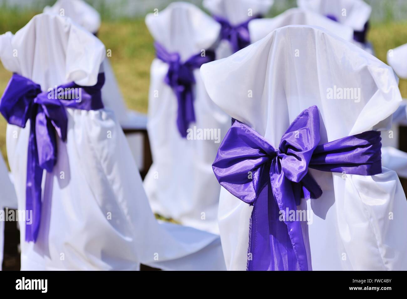 weiße Stühle mit lila Schleifen für die Trauung Stockfoto