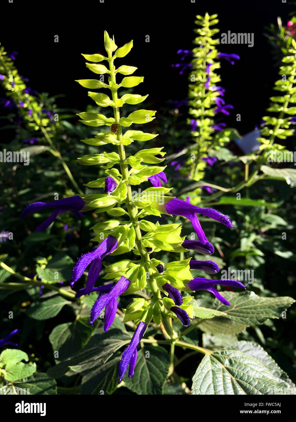 Salvia Mexicana Limelight Stockfoto