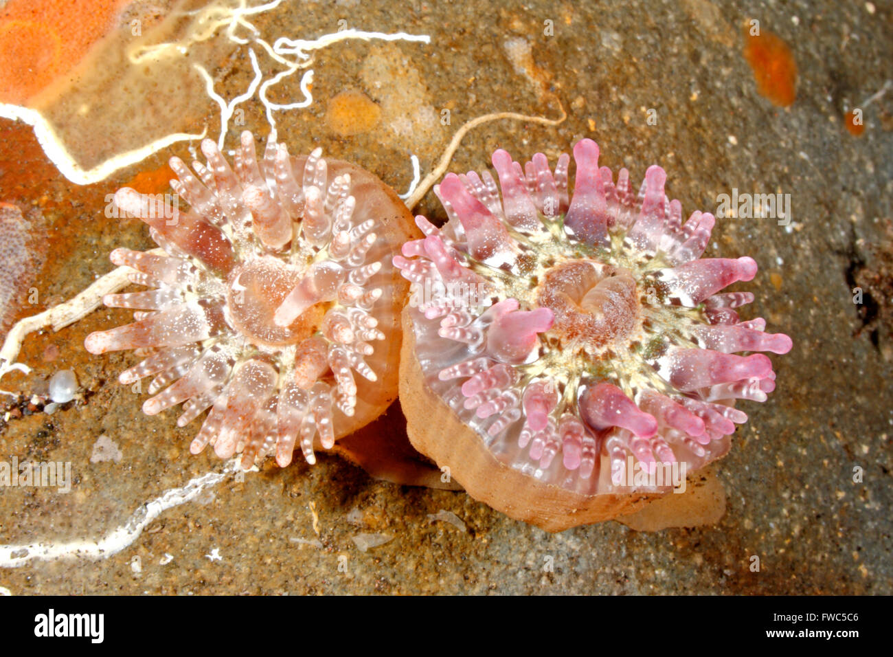 Seeanemonen, Telmatactis ternatana. Tulamben, Bali, Indonesien. Bali Sea, Indischer Ozean Stockfoto