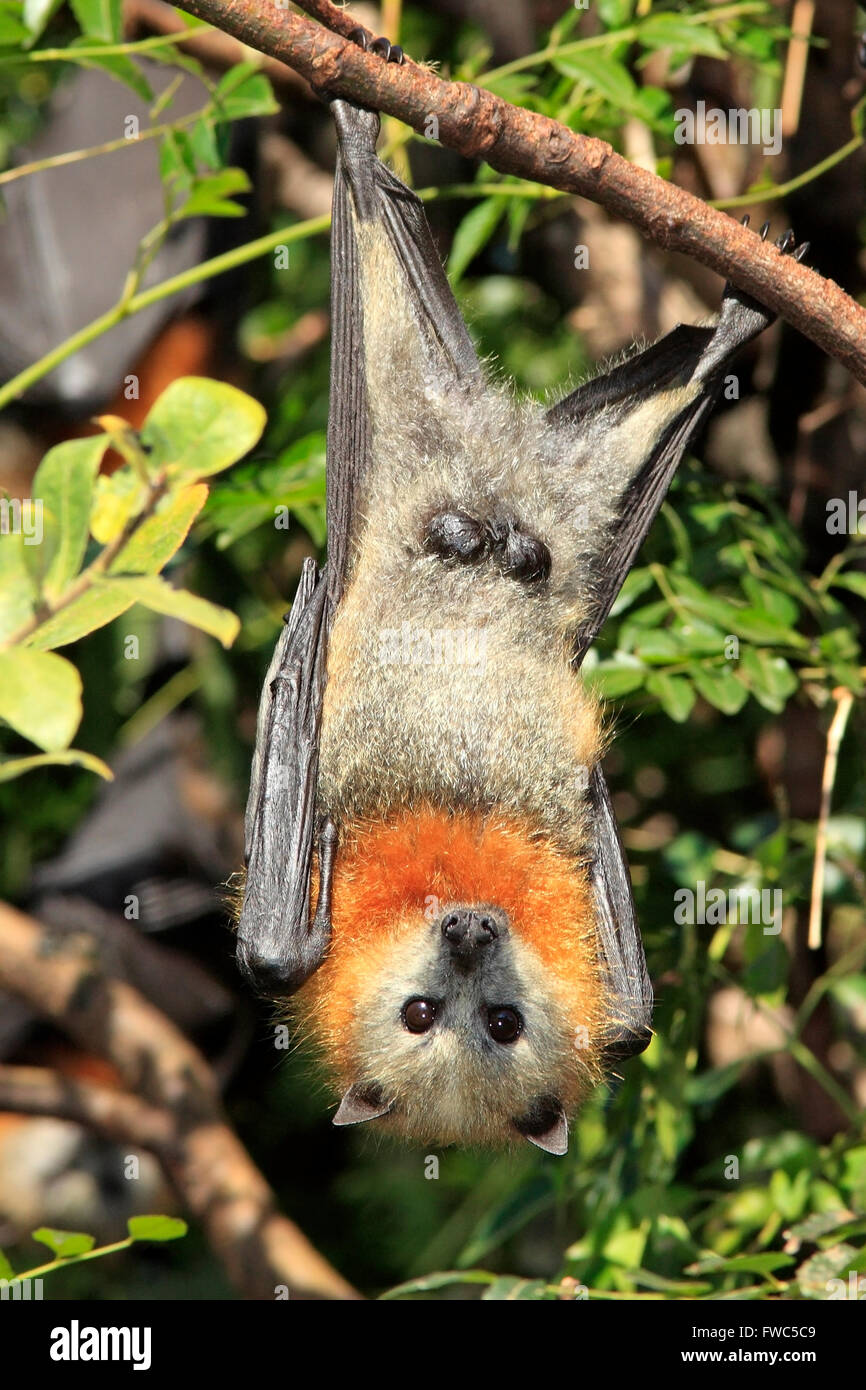 Graue Spitze Flying Fox, Pteropus Poliocephalus. Männchen zeigen Genitalien. Stockfoto