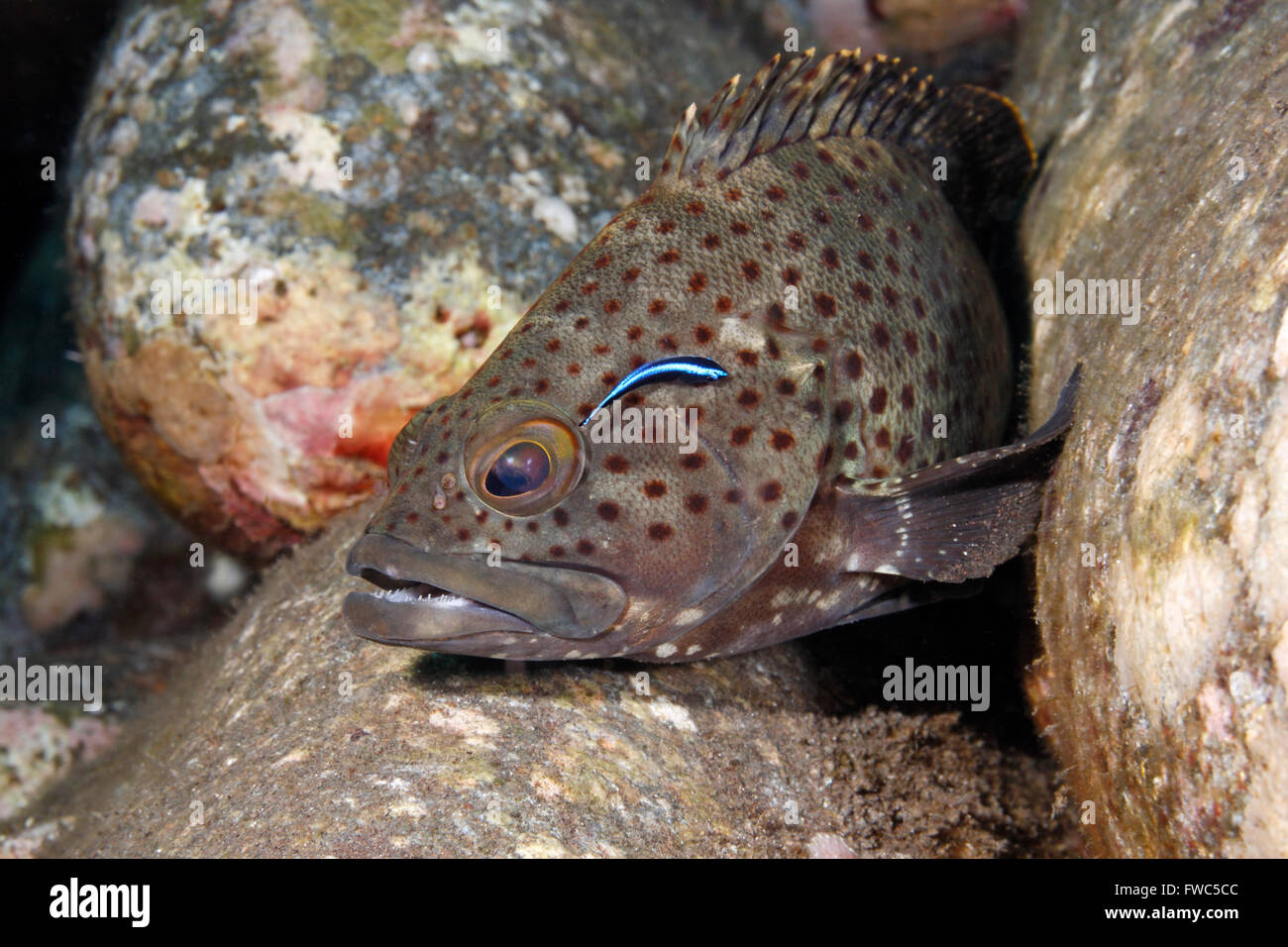 Palemargin Grouper, Epinephelus bontoides, mit einem bluestreak Cleaner Fisch, Labroides dimidiatus. Tulamben, Bali, Indonesien. Stockfoto