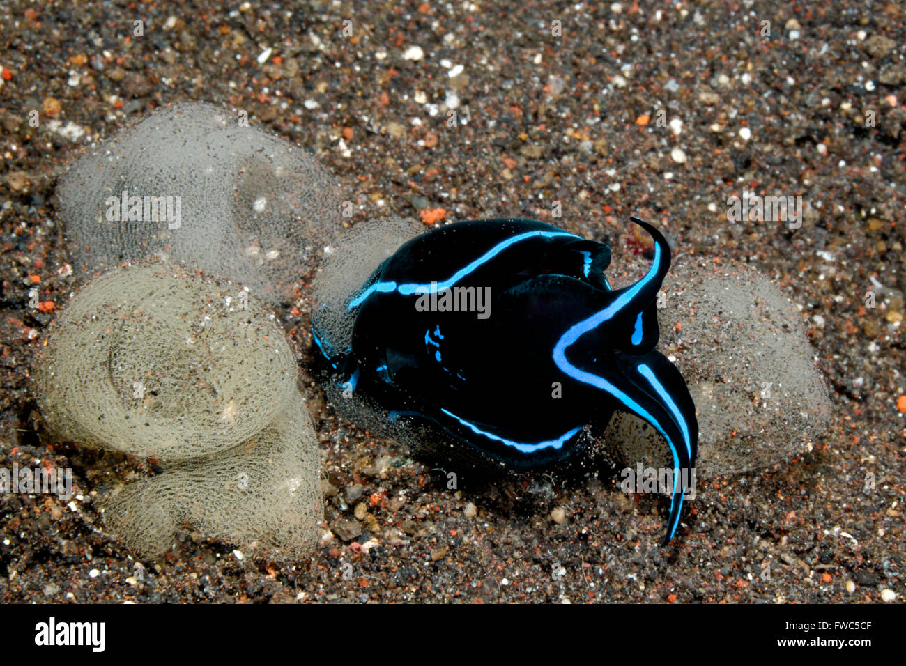 Headshield Slug, Chelidonura Platzleitung Eiablage. Stockfoto