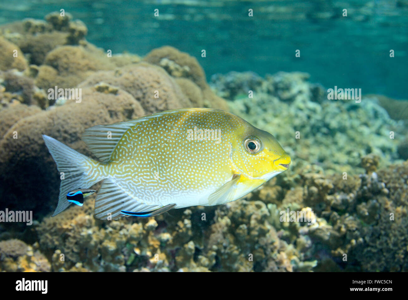 Randall es Kaninchen, Siganus Randalli mit zwei Bluestreak Putzerfische Labroides Dimidiatus. Stockfoto