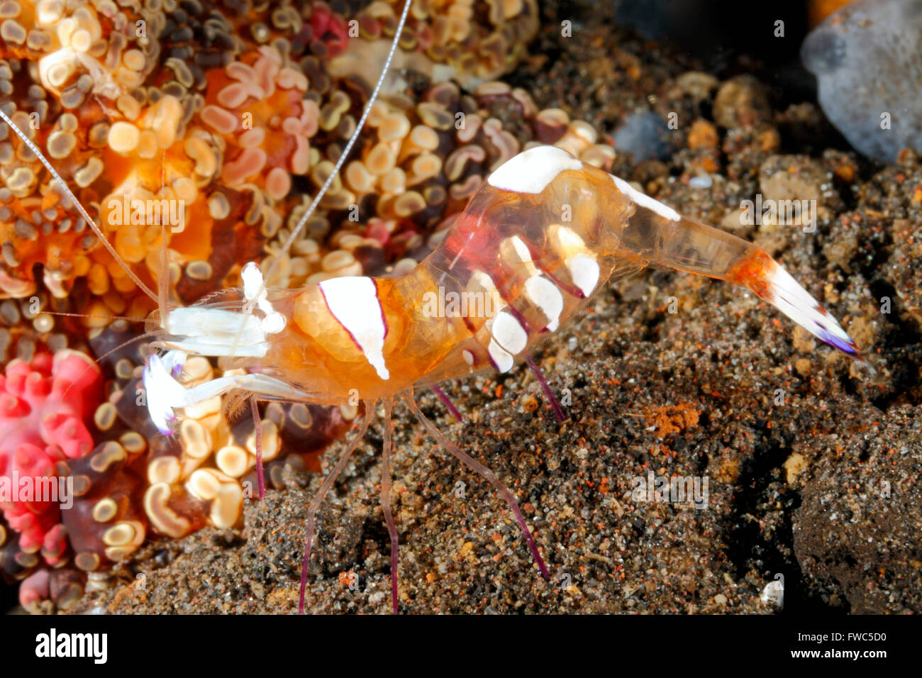 Wunderschöne Anemone Garnele, Ancylomenes magnificus. Vorher Periclimenes magnificus. Tulamben, Bali, Indonesien. Stockfoto