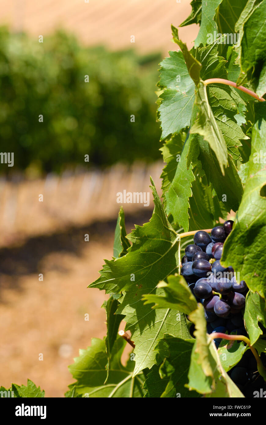 Typisch für die Region Chianti Tuscany Weinberg. Italien. Stockfoto