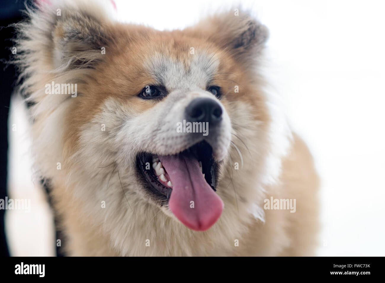 Porträt des Akita Inu Stockfoto