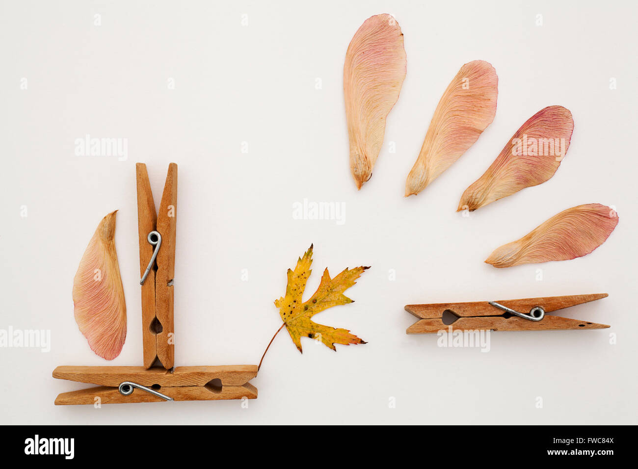Holzpflöcke, getrockneten Samen und Maple Leaf Stockfoto