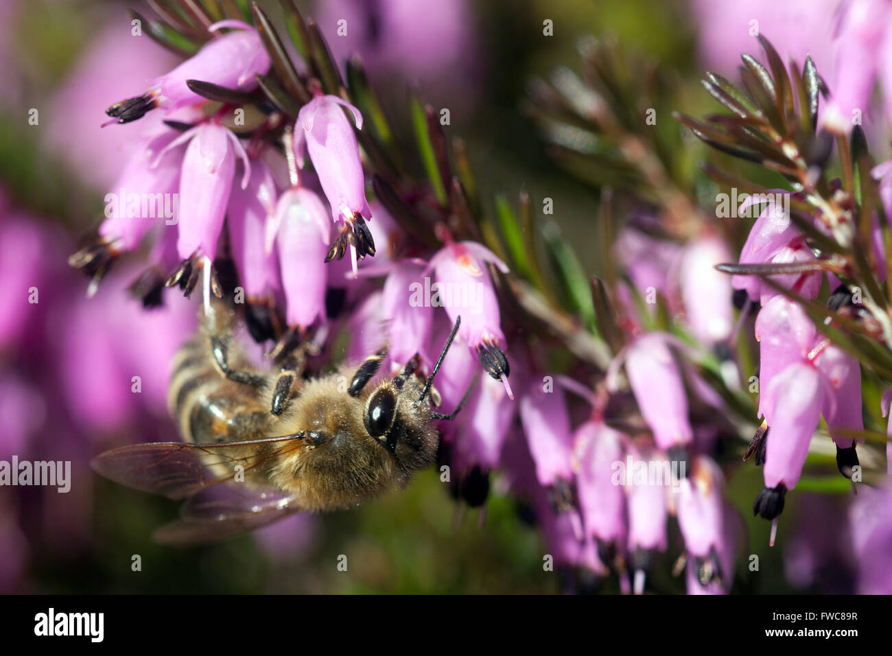Erica carnea Winterheide, Heidebiene bestäubt Blütenhonig Biene aus nächster Nähe Stockfoto