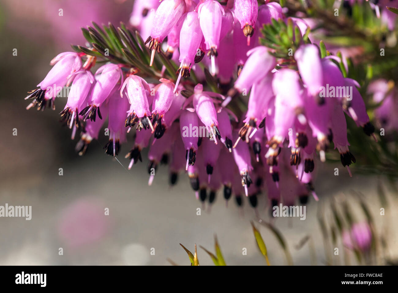 Blühenden Erica Carnea Winter Heath Stockfoto