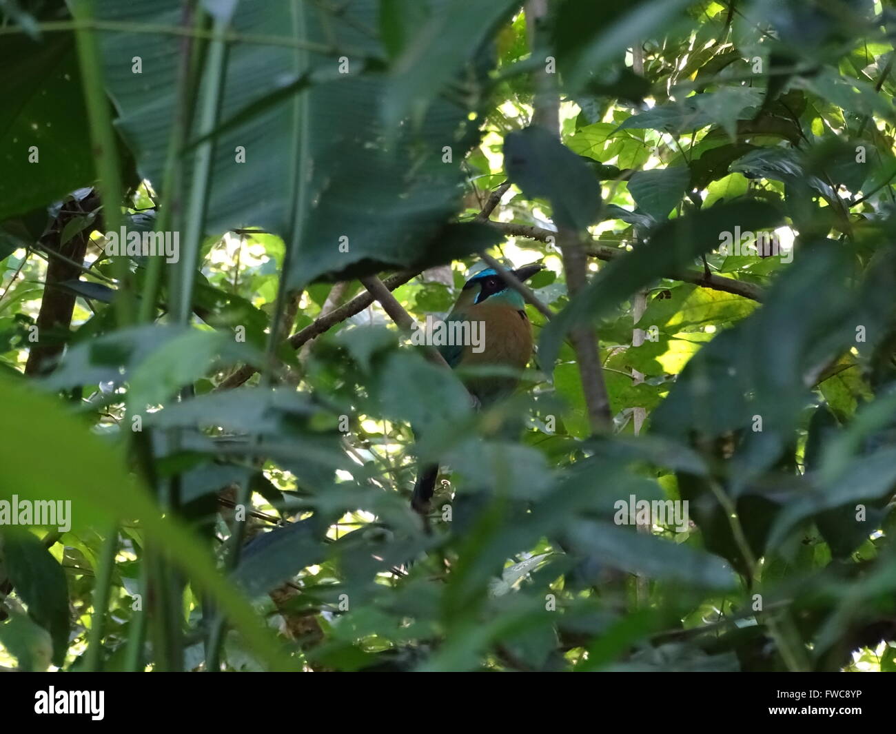 Blauer Vogel-Tanz in Costa Rica Stockfoto