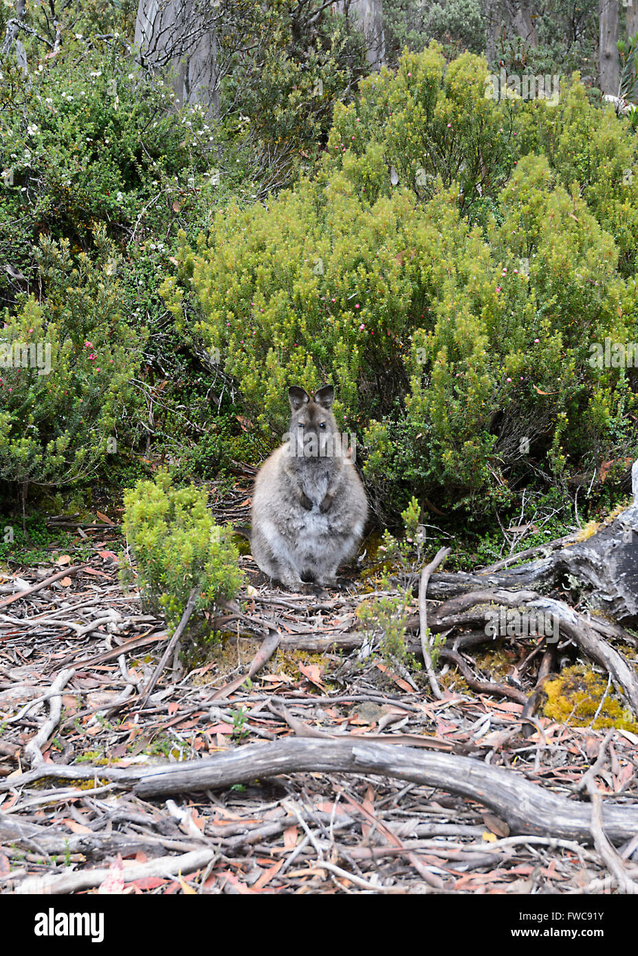 Red-necked Wallaby (Macropus Rufogriseus), Mount Field National Park, Tasmanien, Australien Stockfoto