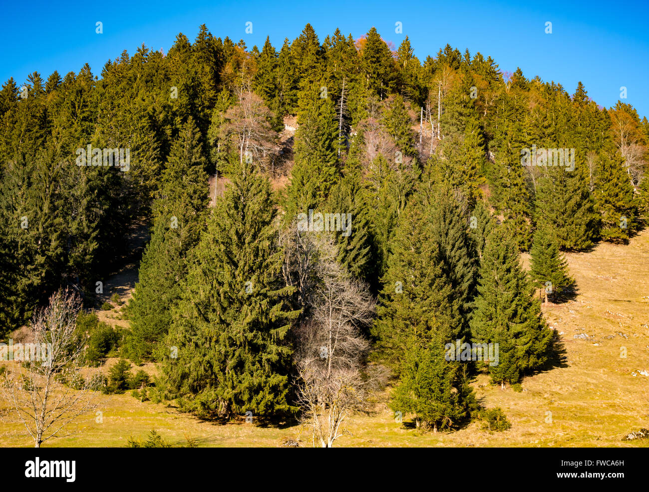 Bäume am Hang mit blauem Himmelshintergrund Stockfoto