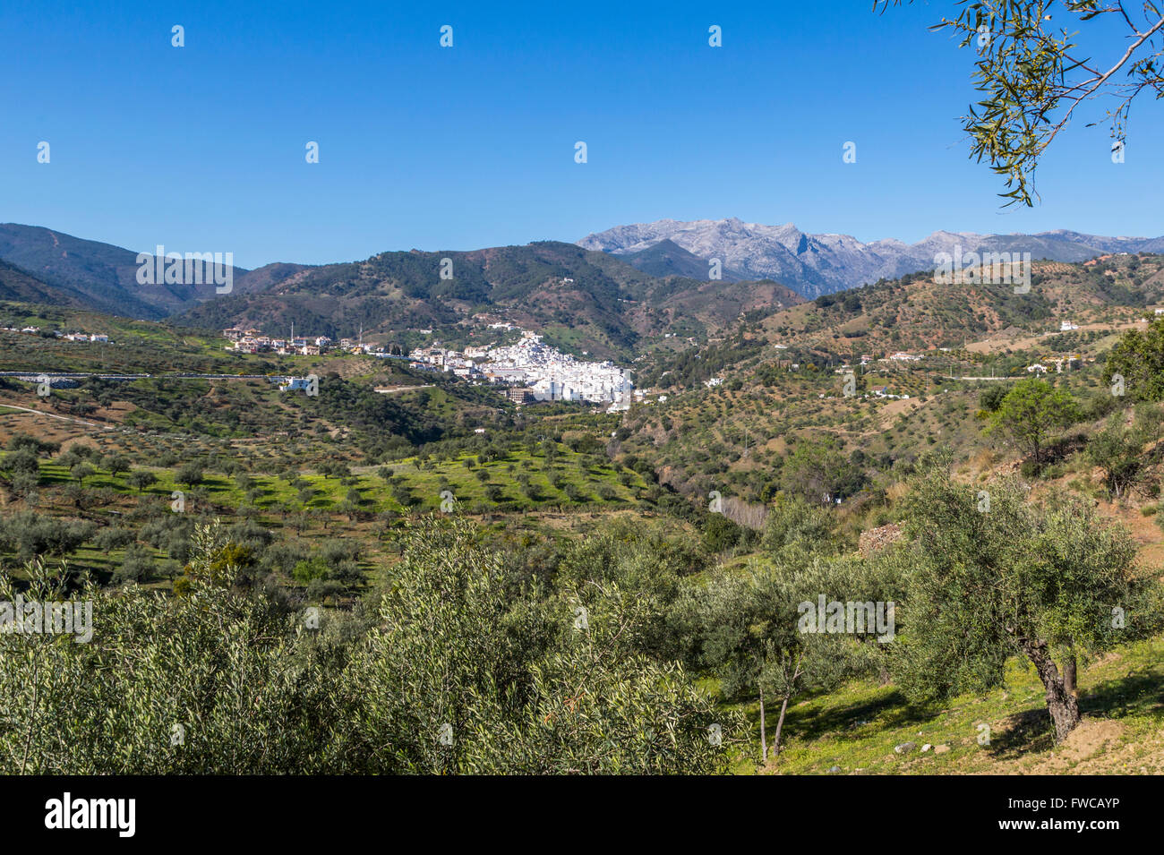 Tolox, Provinz Malaga, Andalusien, Südspanien.  Typischen, weiß getünchten Bergstadt.  Tolox ist als Kurort berühmt. Stockfoto