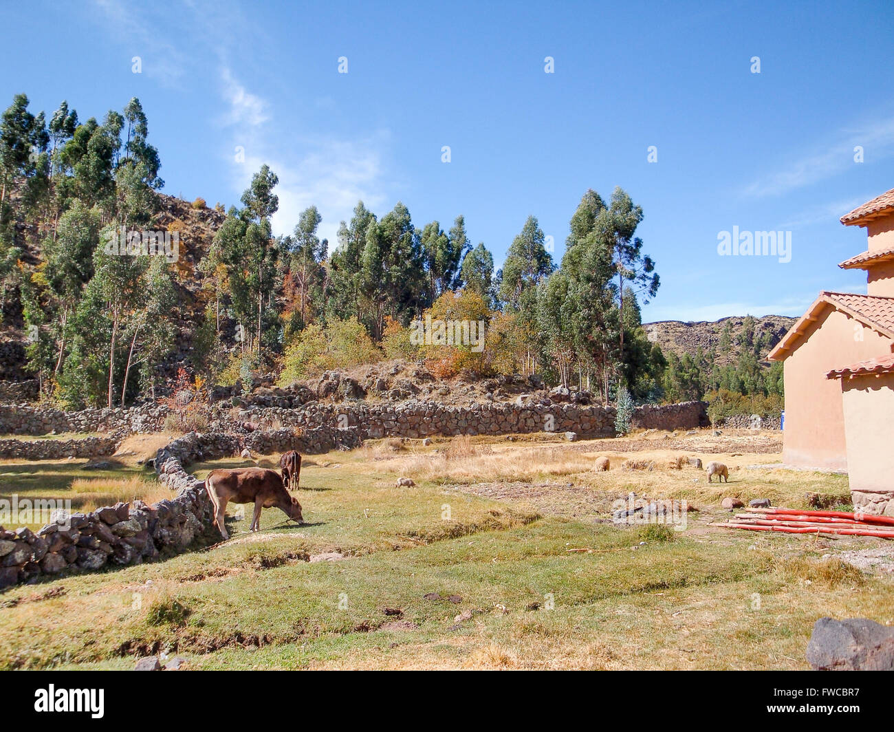 Anden-Landschaft um den Titicacasee in Peru (Südamerika) Stockfoto