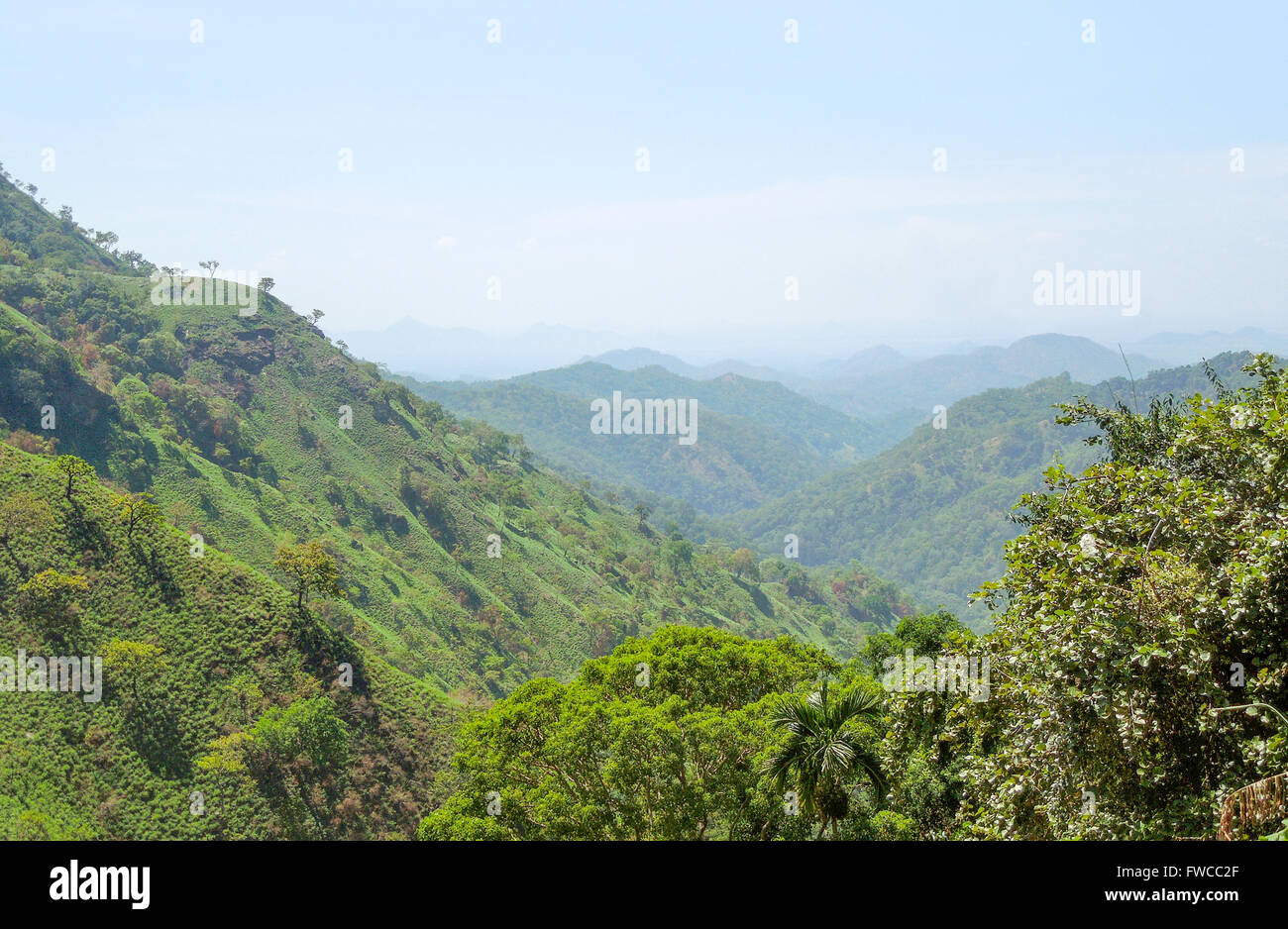 bewachsene hügelige Landschaft in Sri Lanka Stockfoto