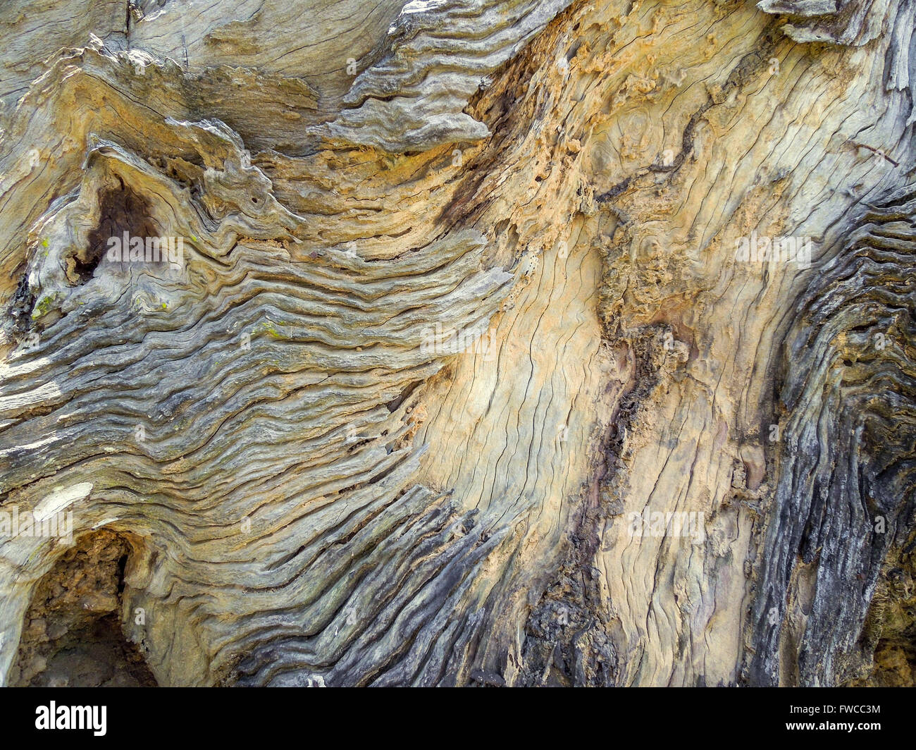 Full-Frame-Abstract verwitterte Holzoberfläche Maser Stockfoto