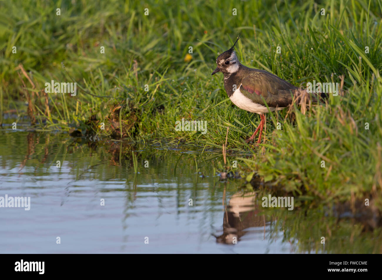 Kiebitz / Kiebitz (Vanellus Vanellus), Erwachsene Wader Vogel, stehend auf dem Damm eine kleine Strecke von Wasser zum trinken Stockfoto
