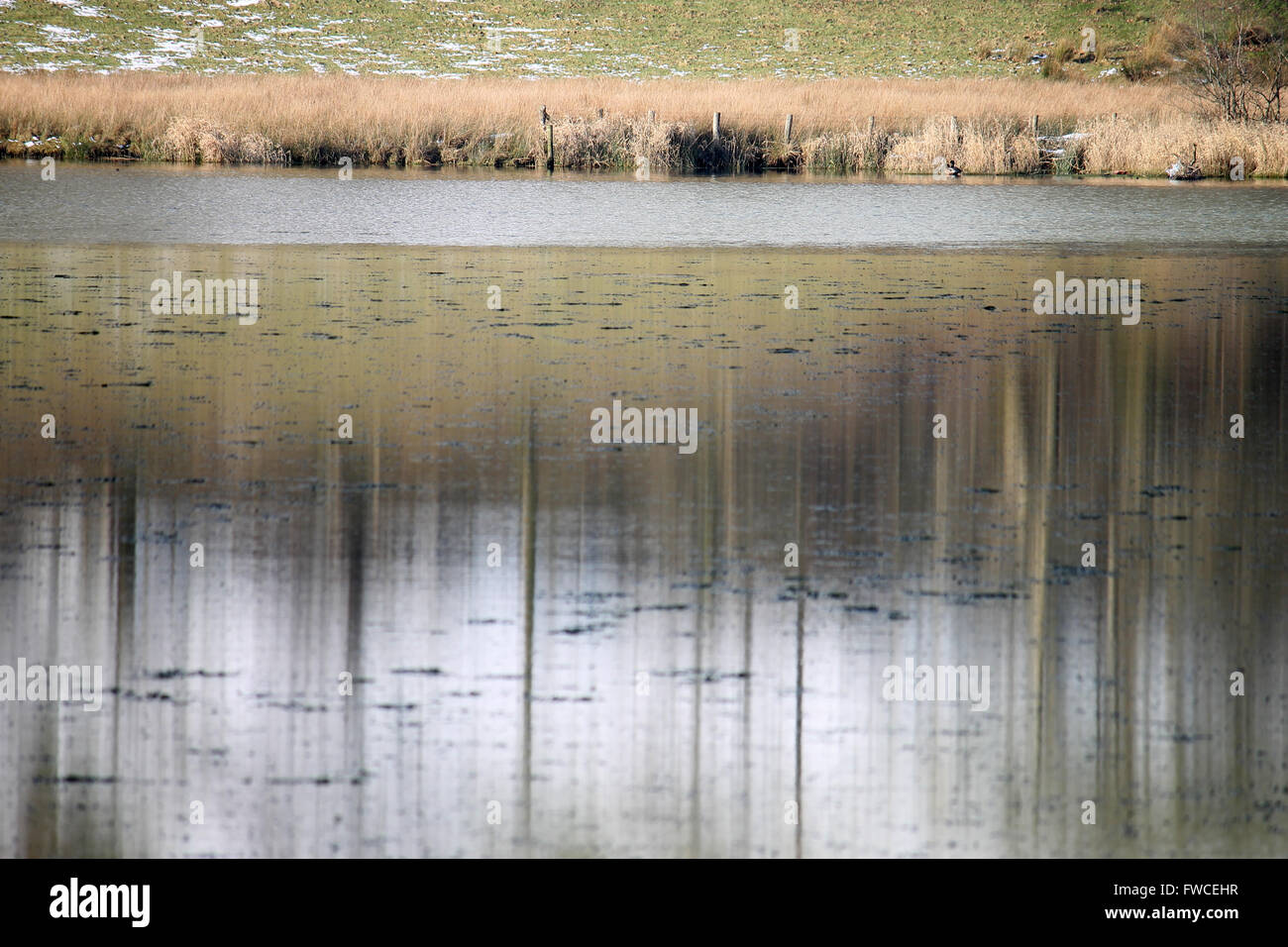 Baum-Reflexionen im Tal Y Llyn See mit schwimmenden Oberfläche Eis Wales Stockfoto