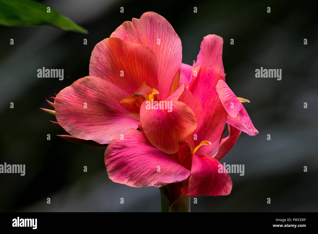 Blumen von Australien und dem Vereinigten Königreich Stockfoto