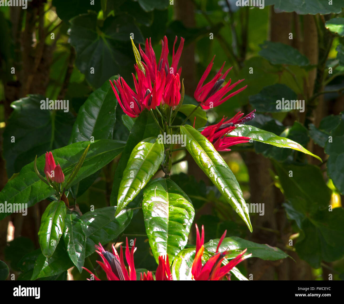 Blumen von Australien und dem Vereinigten Königreich Stockfoto