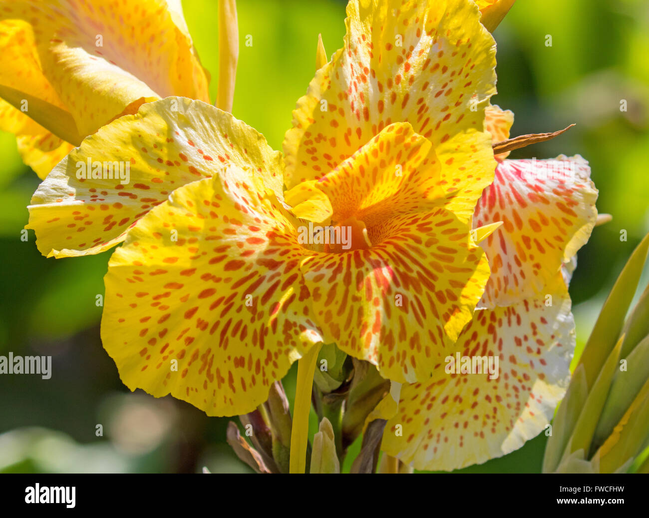 Blumen von Australien und dem Vereinigten Königreich Stockfoto