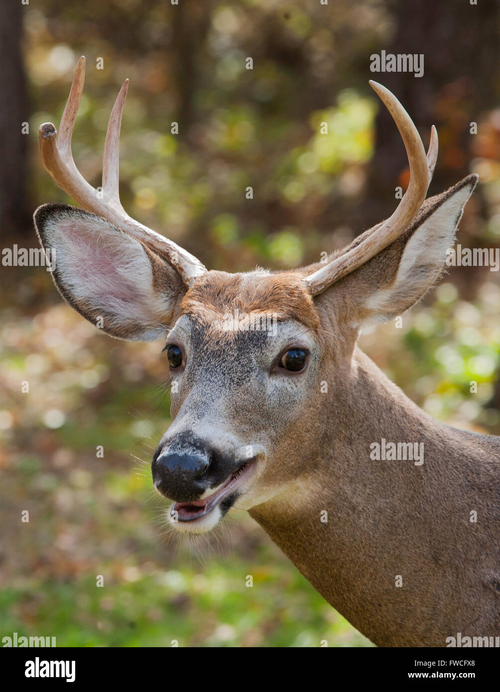 Porträt-6-Punkt-White Tailed Buck Stockfoto