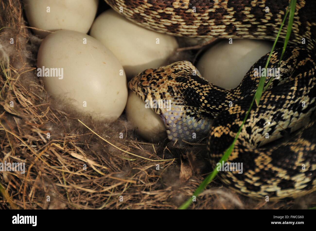 Eine Bullsnake isst eine Stockente Entenei nach dem Spülen die Glucke aus dem Nest im Lacreek National Wildlife Refuge 7. Juli 2008 in Martin, South Dakota. Stockfoto