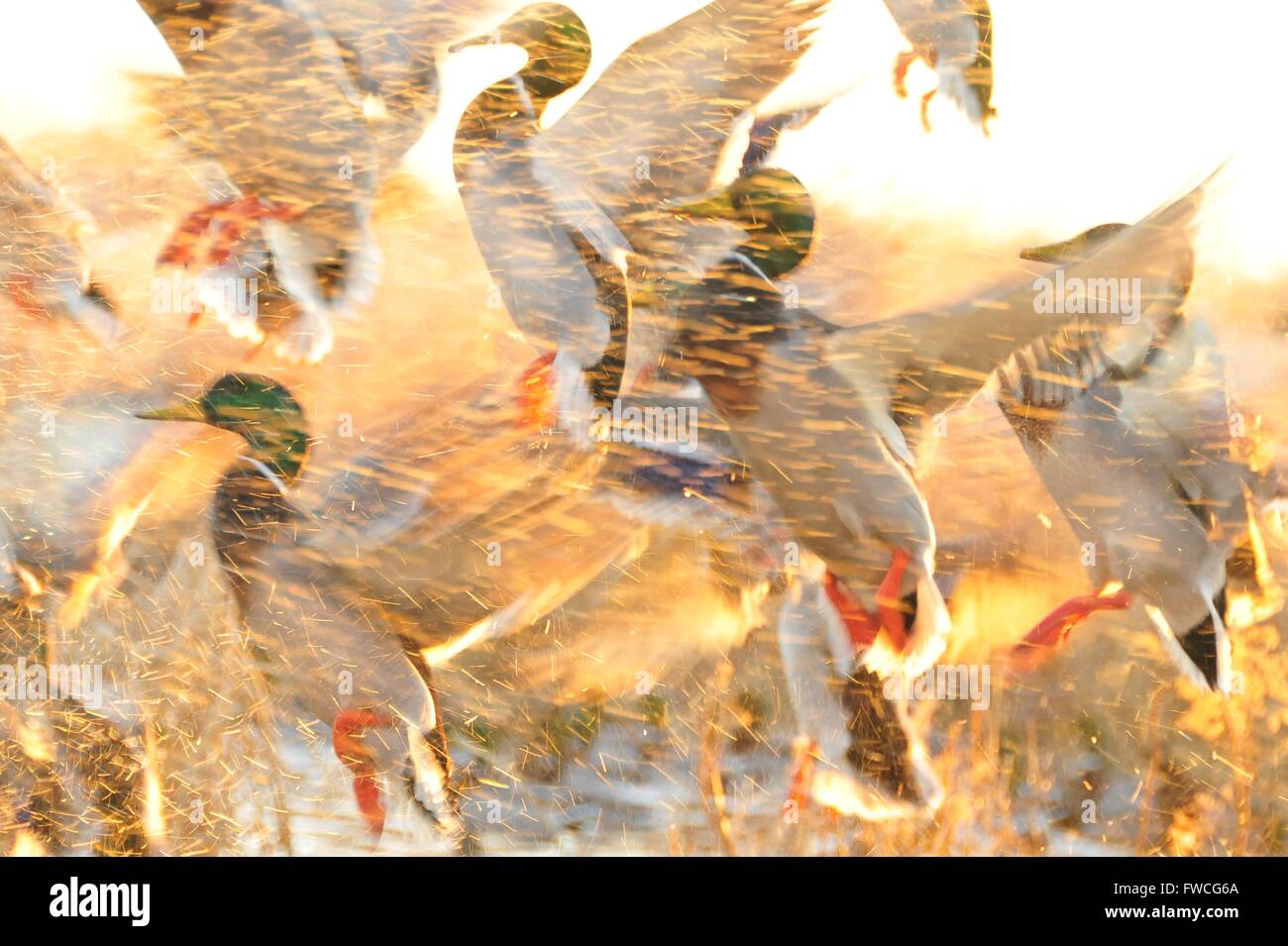 Eine Gruppe von Stockente Erpel Enten nehmen Flug bei Sonnenaufgang im Seedskadee National Wildlife Refuge 27. November 2011 in Sweetwater County, Wyoming. Stockfoto