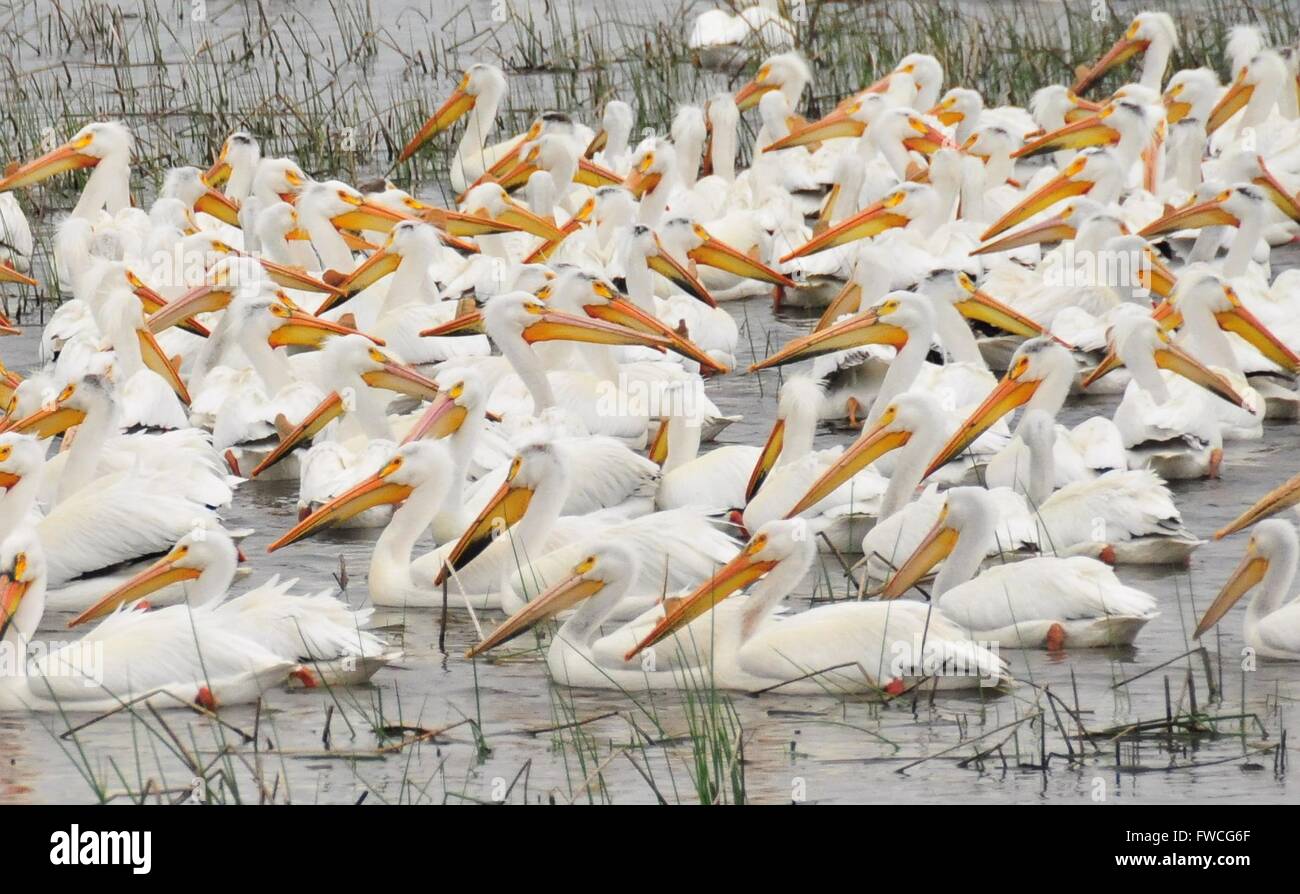 Eine große Gruppe von amerikanischen weißen Pelikane füttern gemeinsam als Gruppe im Lacreek National Wildlife Refuge 23. Mai 2008 in der Nähe von Martin, South Dakota. Stockfoto