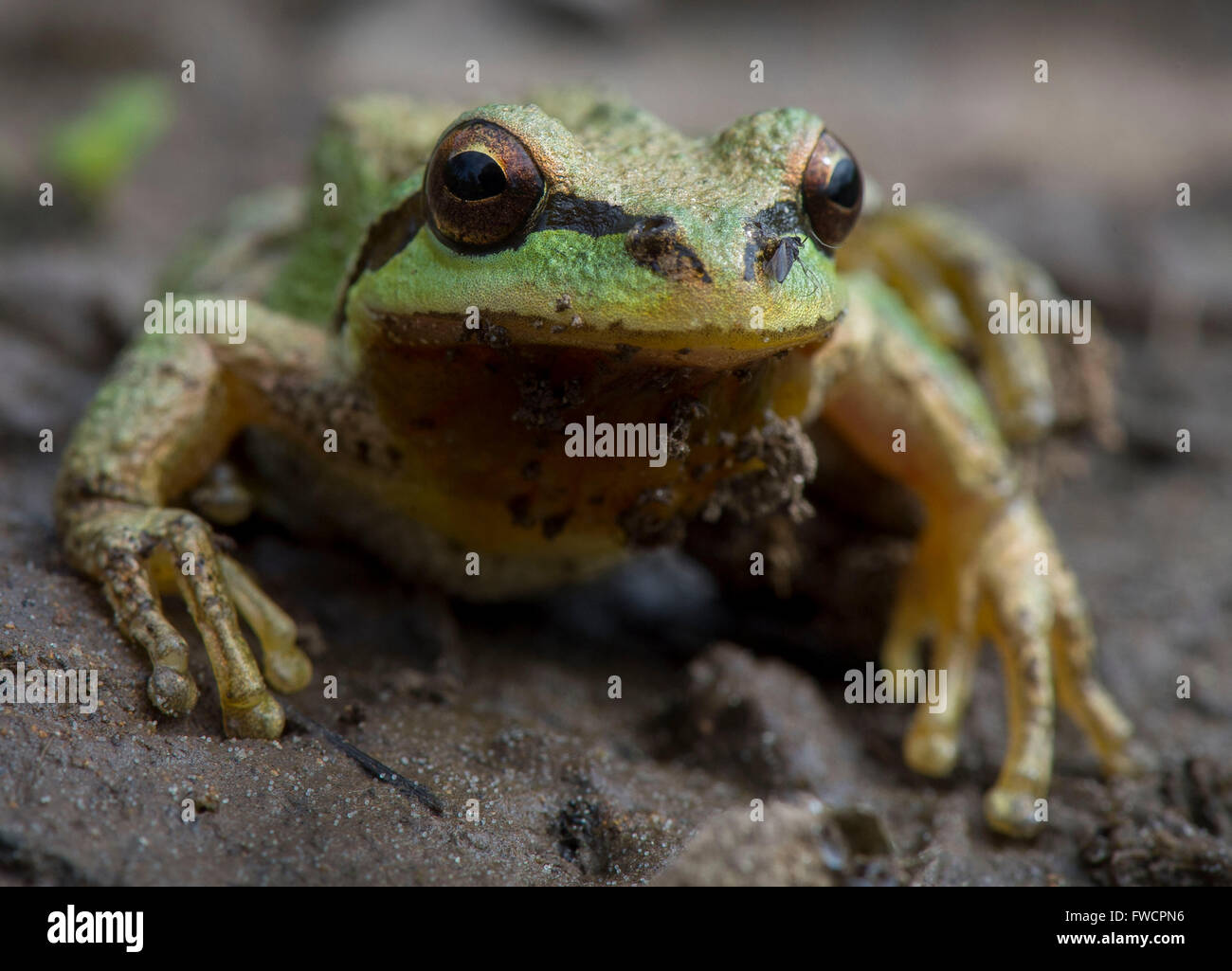 Elkton, Oregon, USA. 3. April 2016. Eine Pacific Laubfrosch hält einem schlammigen Gebiet auf einem Hügel in der Nähe von Elkton im südwestlichen Oregon. Der Frosch erschien auf die Jagd nach Insekten und Spinnen. © Robin Loznak/ZUMA Draht/Alamy Live-Nachrichten Stockfoto