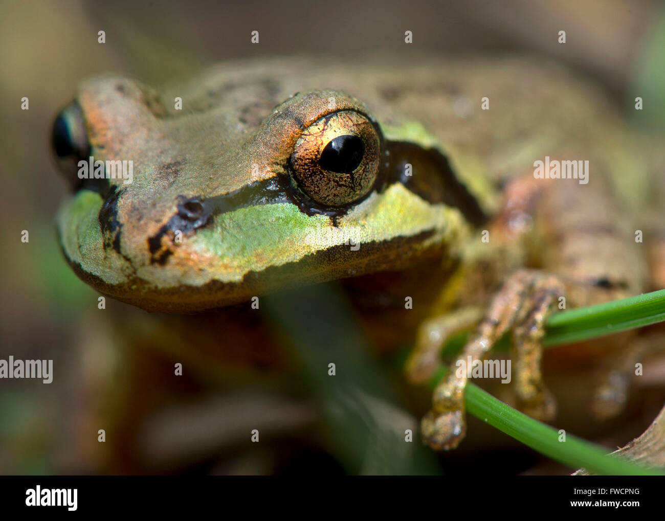Elkton, Oregon, USA. 3. April 2016. Eine Pacific Laubfrosch versteckt in eine Rasenfläche auf einem Hügel in der Nähe von Elkton im südwestlichen Oregon. Der Frosch erschien auf die Jagd nach Insekten und Spinnen in den Rasen. © Robin Loznak/ZUMA Draht/Alamy Live-Nachrichten Stockfoto