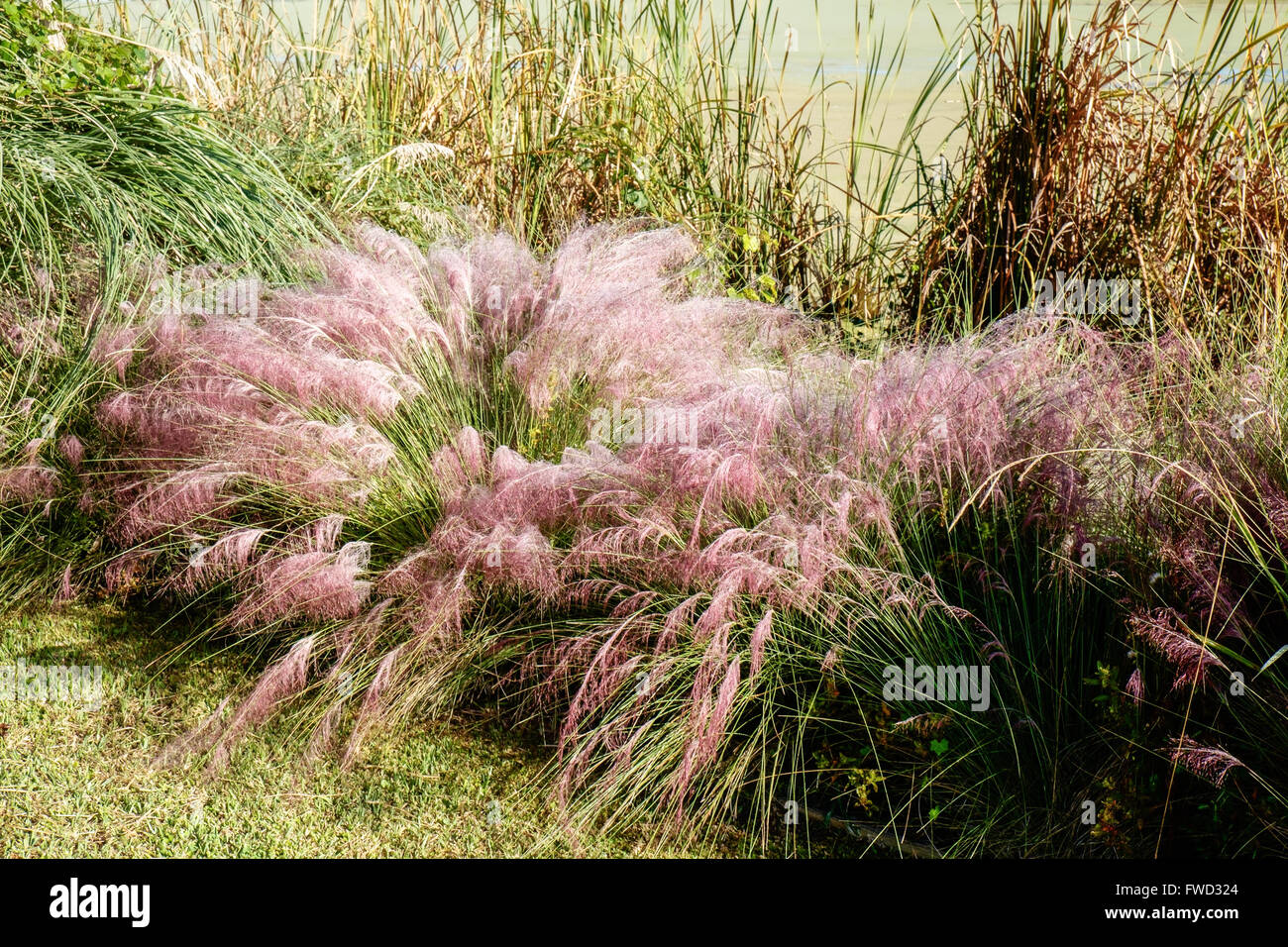 Tau bedeckten Rosa blühenden Gräser in Middleton Place, Charleston, South Carolina, USA Stockfoto