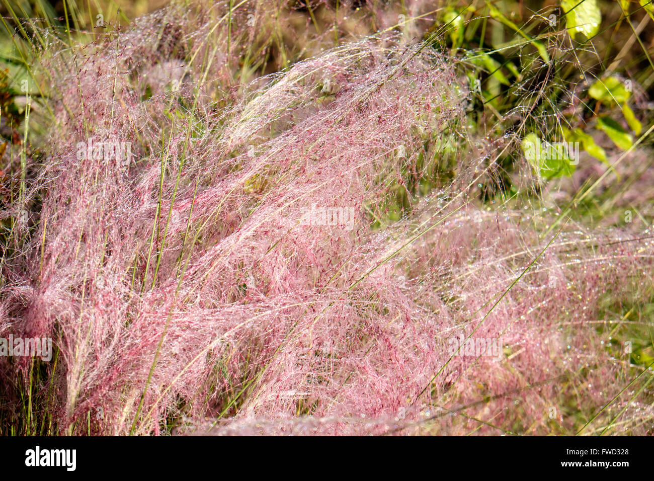 Tau bedeckten Rosa blühenden Gräser in Middleton Place, Charleston, South Carolina, USA Stockfoto