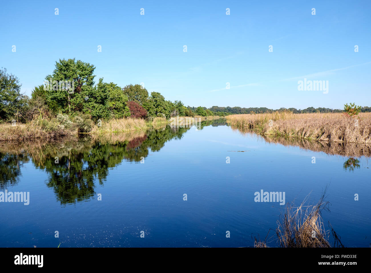 Sumpfland Magnolia Plantation and Gardens, Charleston, South Carolina, USA Stockfoto