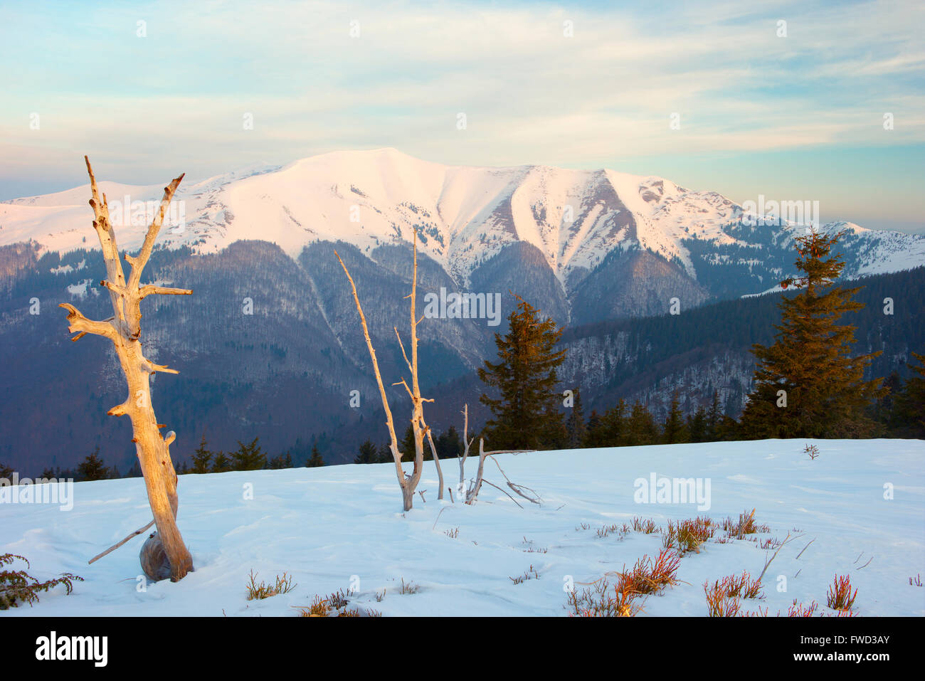 Karpaten, Winterlandschaft, Karpaten-Wald, Stockfoto