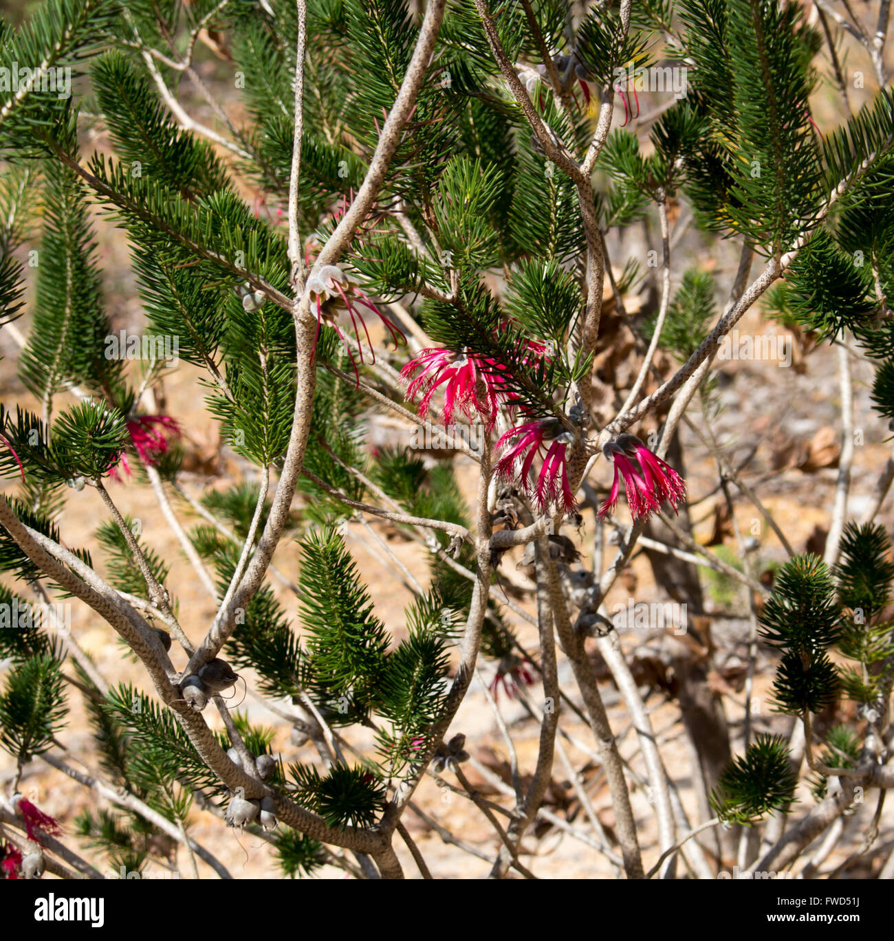 Rot Calothamnus Quadrifidus eine einseitige Flaschenbürste in Big Swamp Park in Bunbury Western Australia im Winter blüht. Stockfoto