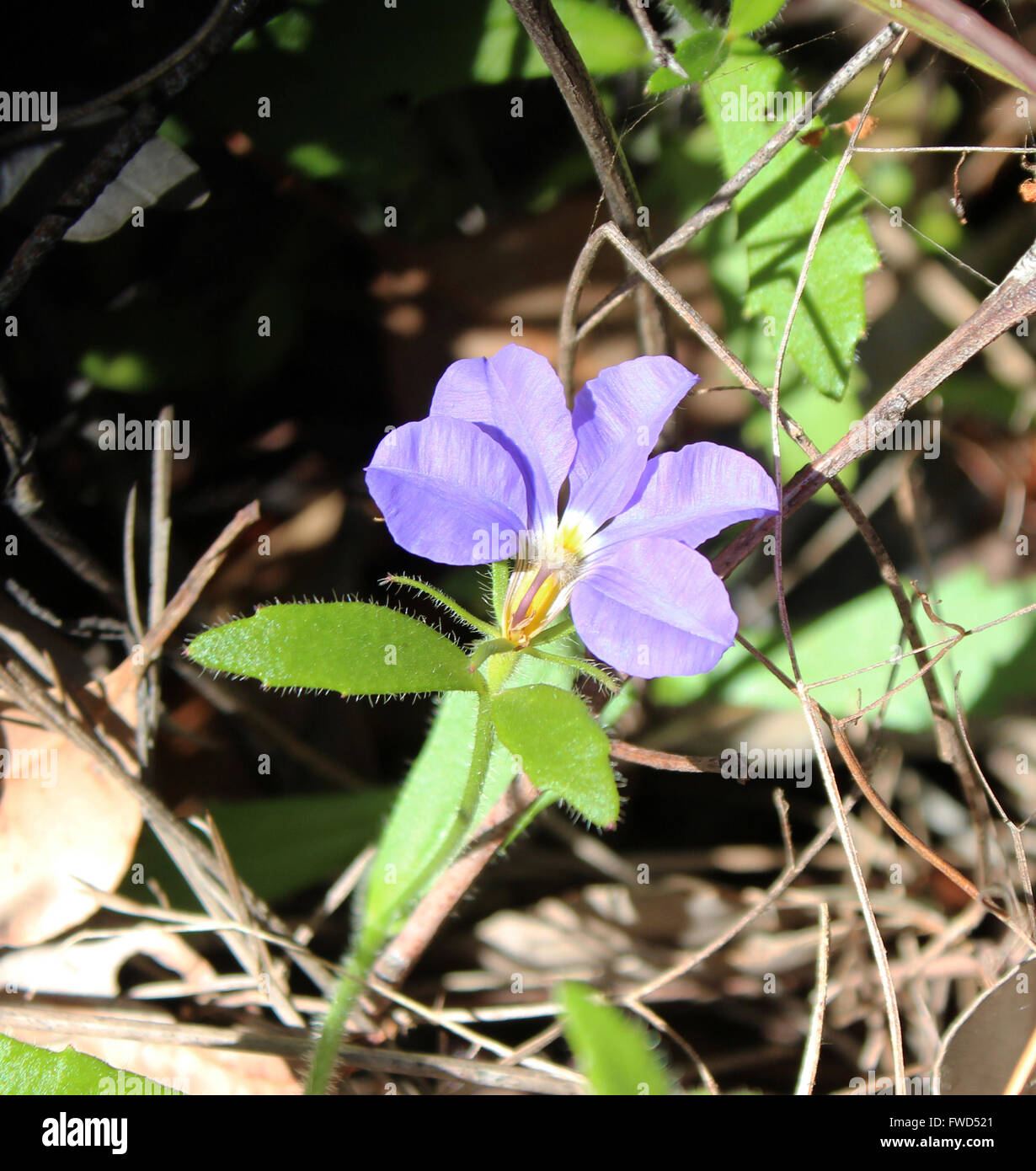 Dampiera Diversifolia ist ein Halbstrauch in der Familie Goodeniaceae aus dem Südwesten von Western Australia mit blauen Blüten. Stockfoto