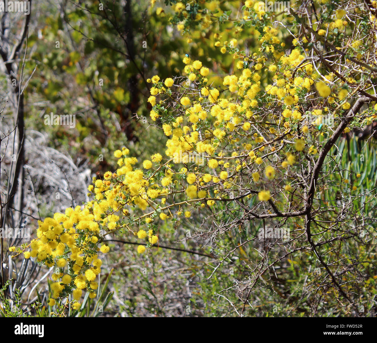 Flauschige gelbe kugelige Blüten von Acacia Pulchella, stachelige Moses