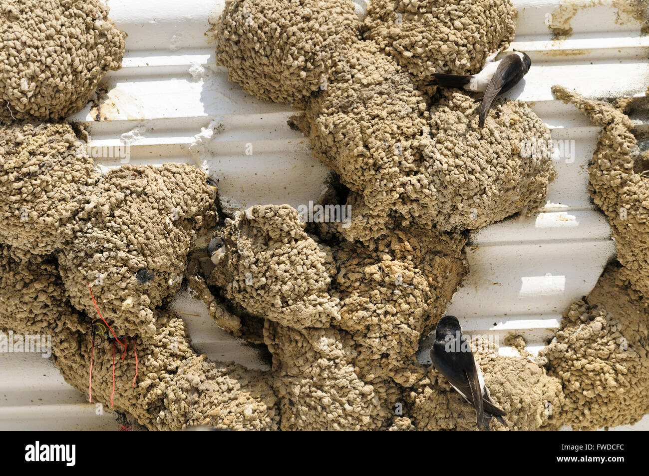 Gemeinsamen Mehlschwalbe (Delichon Urbicum) Gebäude Schlamm-Pellet-Nester unter dem Dach eines Hauses. Stockfoto