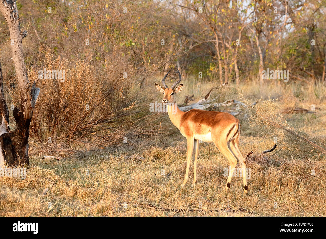 Männlichen Impala (Aepyceros Melampus) stehen im Buschland, Nxabega Konzession, Okavango Delta, nördlichen Botswana, Südafrika Stockfoto