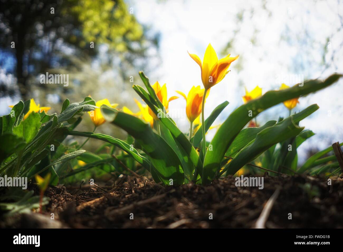 sonnige Tage Stockfoto