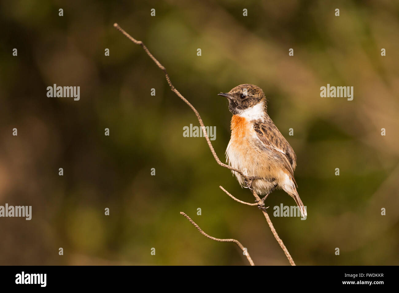 gemeinsamen Schwarzkehlchen oder europäischen Schwarzkehlchen (Saxicola Rubicola). Seinen Namen verdankt dieser kleine Singvogel seine Forderung, die klingt wie Stockfoto