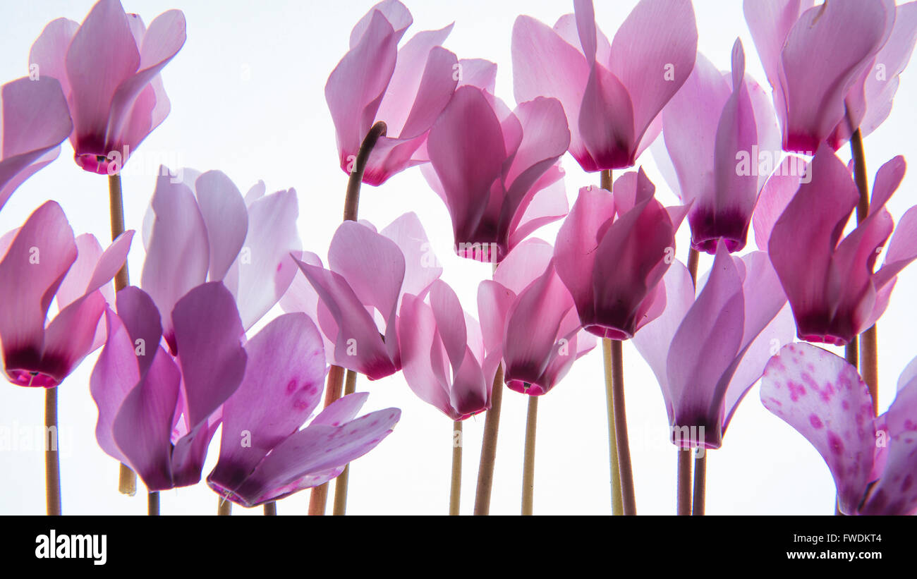 hinterleuchtete violette Blütenblätter (Alpenveilchen) auf einem Leuchtkasten Stockfoto