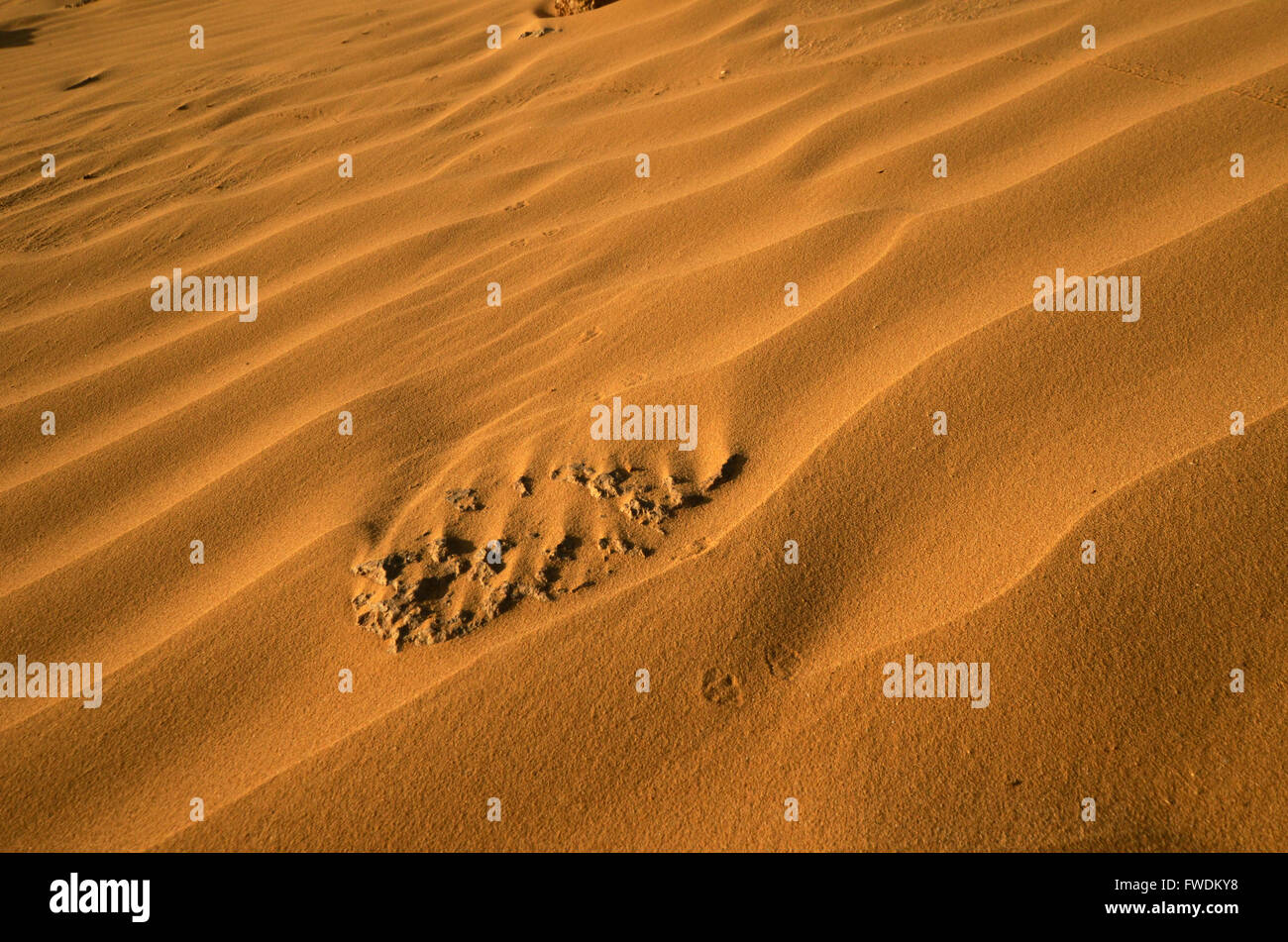 Wüste Sanddünen. Fotografiert im Großraum Aravah, Negev-Wüste, Israel Stockfoto