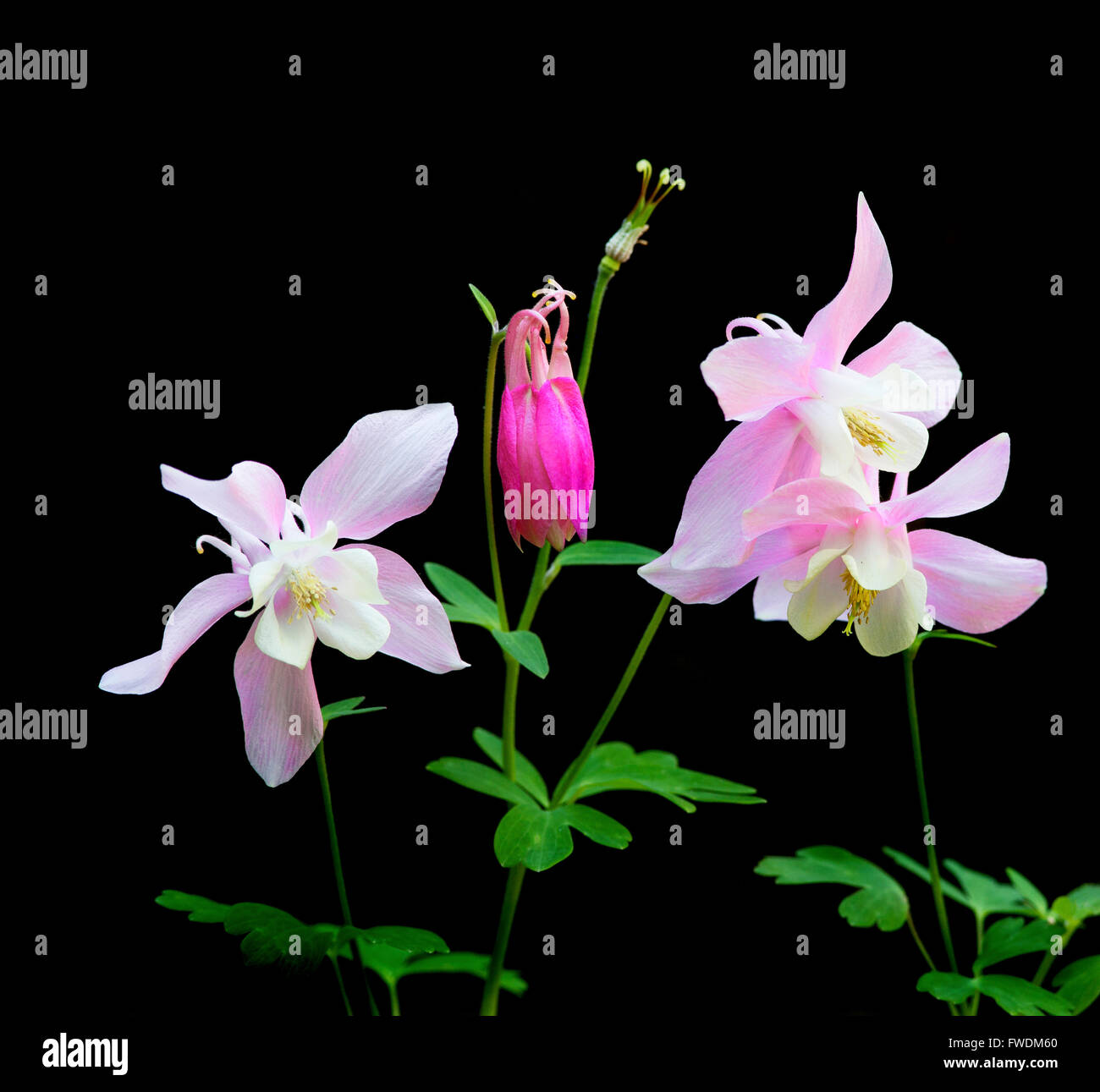 Rosa Aquilegia Blumen auf schwarzem Hintergrund Stockfoto