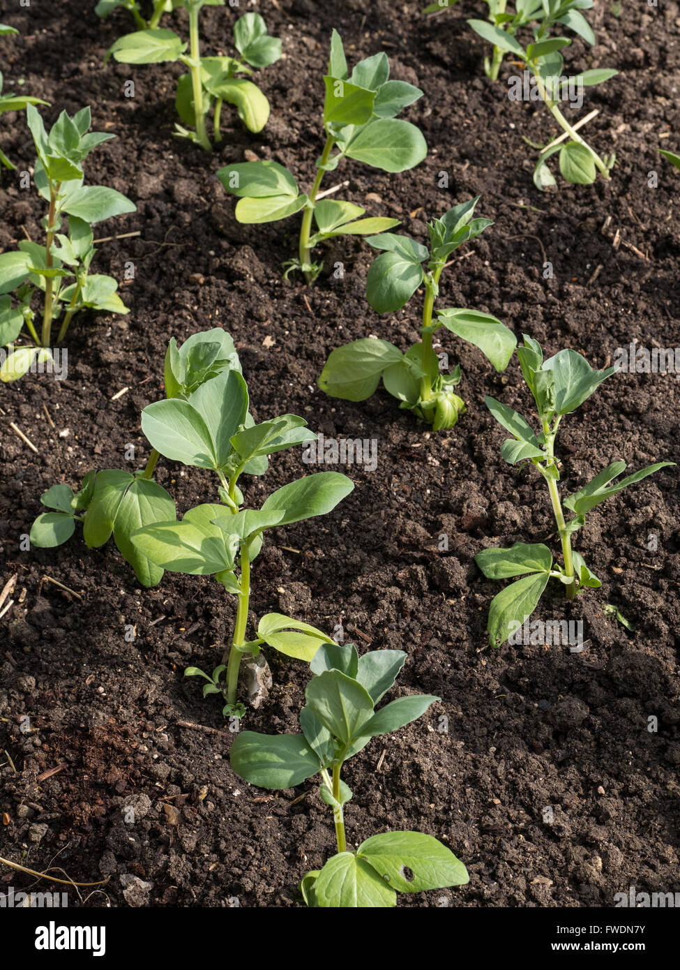 Neu transplantierten Saubohnen Stockfoto