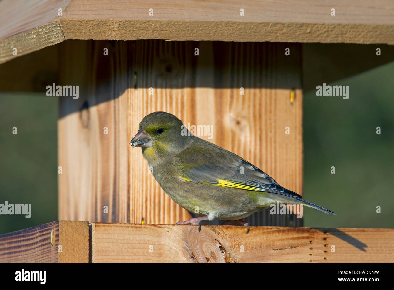 Europäischen Grünfink (Chloris Chloris / Zuchtjahr Chloris) weiblich Essen Samen im Garten Vogelhäuschen Stockfoto