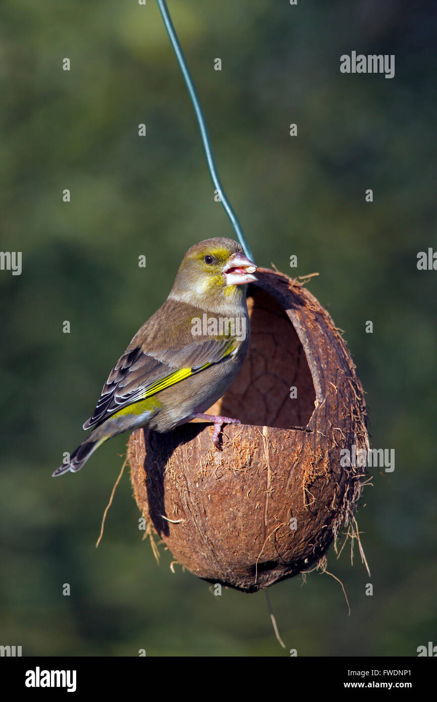 Europäischen Grünfink (Chloris Chloris / Zuchtjahr Chloris) Essen Samen im Garten Vogelhäuschen Stockfoto