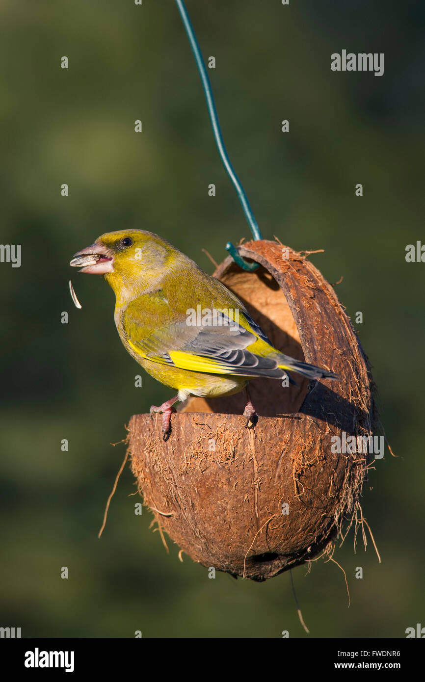 Europäischen Grünfink (Chloris Chloris / Zuchtjahr Chloris) Essen Samen im Garten Vogelhäuschen Stockfoto