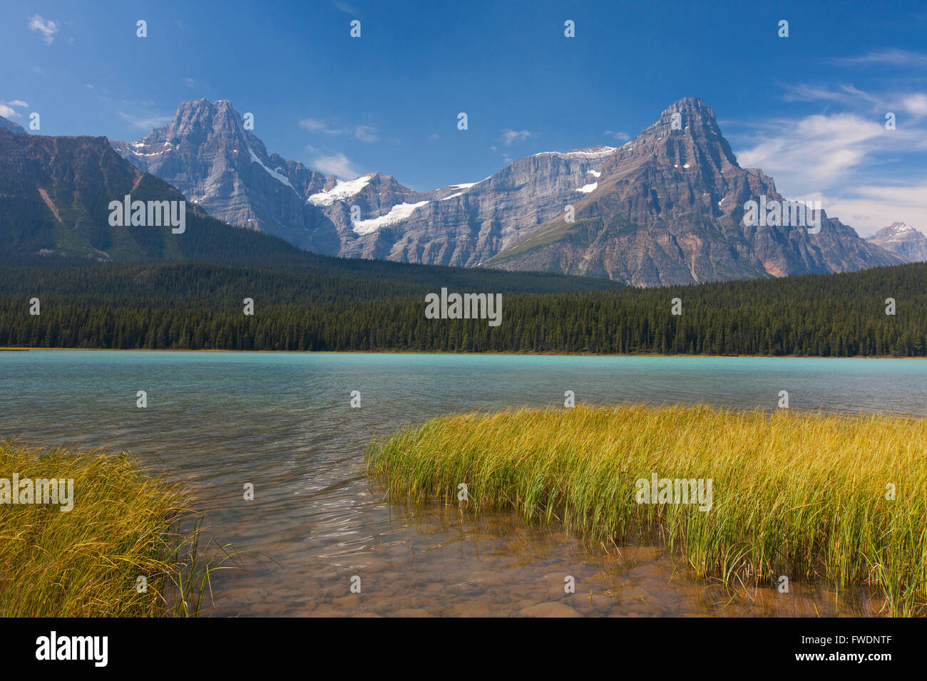 Upper Lake Wasservögel, Jasper Nationalpark, Alberta, kanadischen Rocky Mountains, Kanada Stockfoto